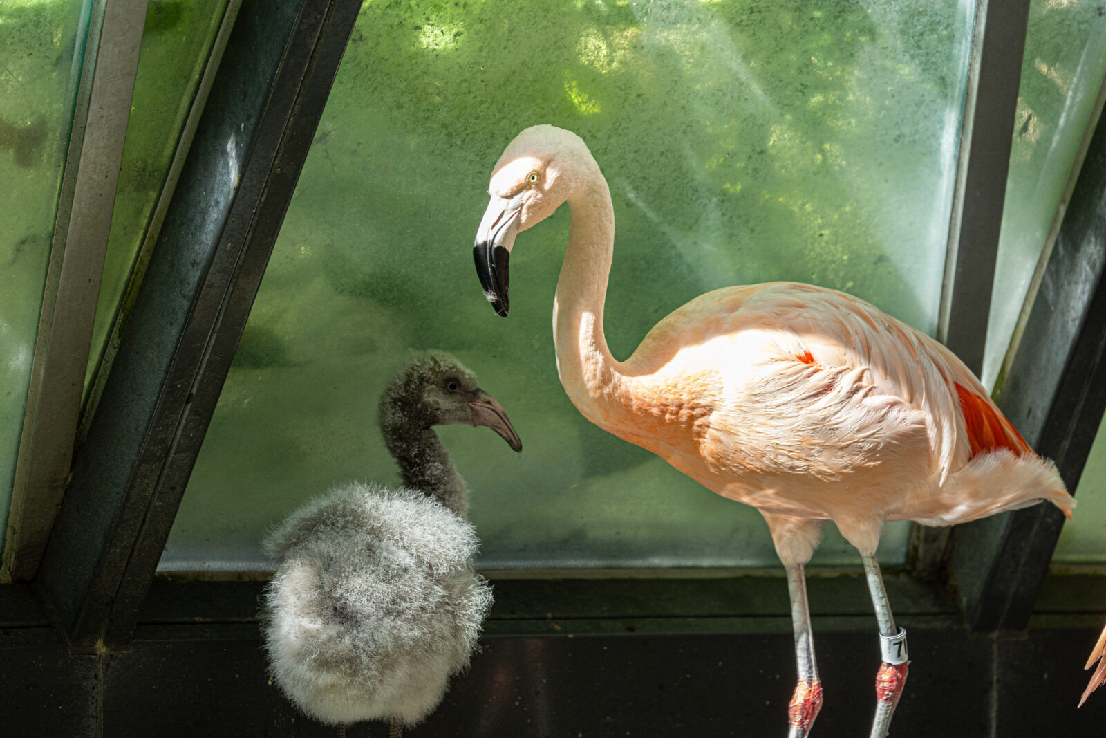 Flamin-goals! Lincoln Park Zoo introduces two adorable Chilean baby flamingos image two